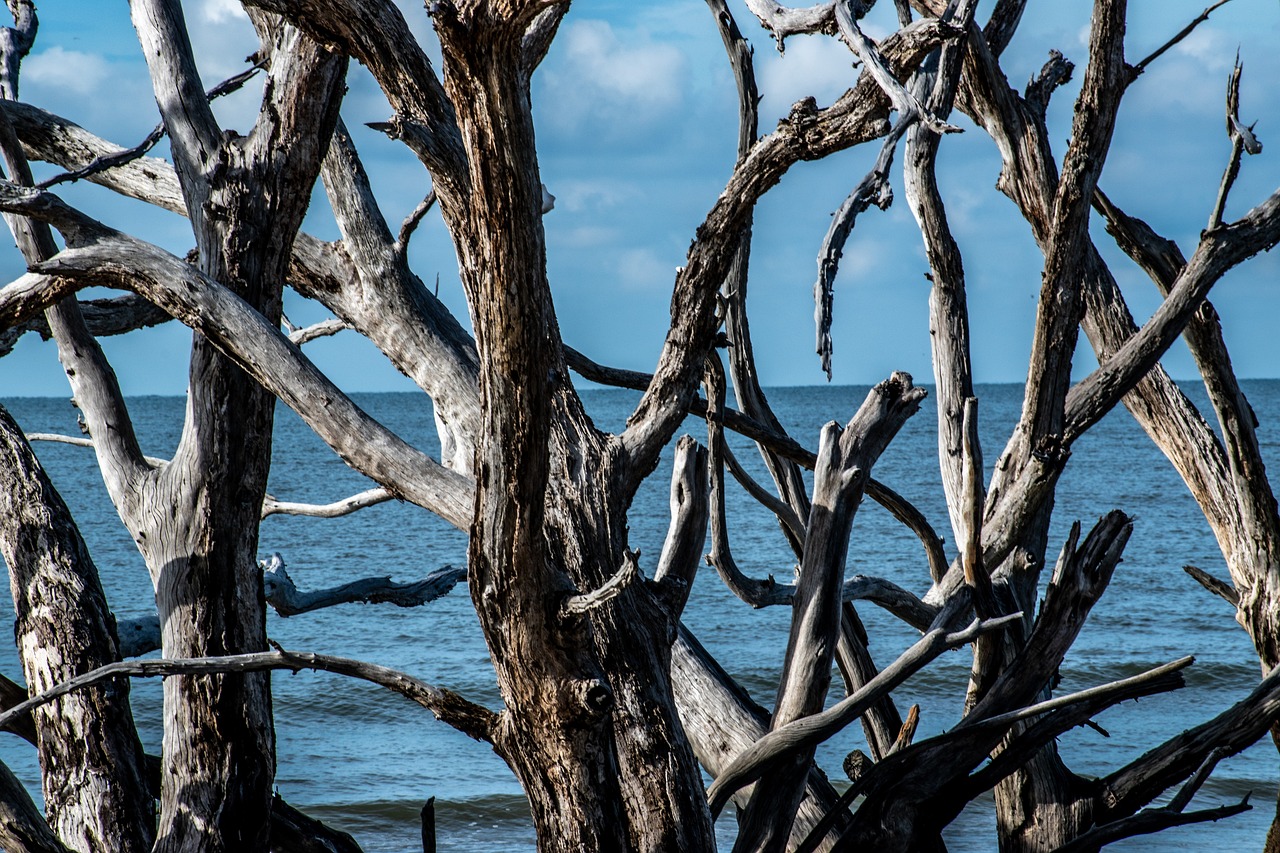 Unique DIY Driftwood Crafts for Your Home Decor